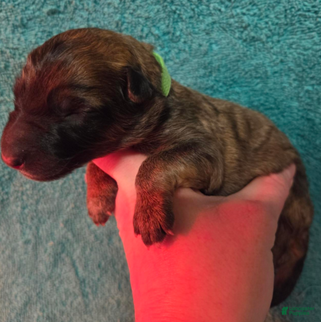 German Shepherd dogs for sale: Lime Green Collar Girl - Ad 1