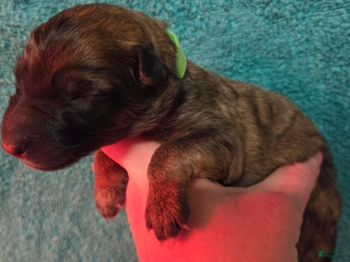 German Shepherd dogs Lime Green Collar Girl - Ad 37