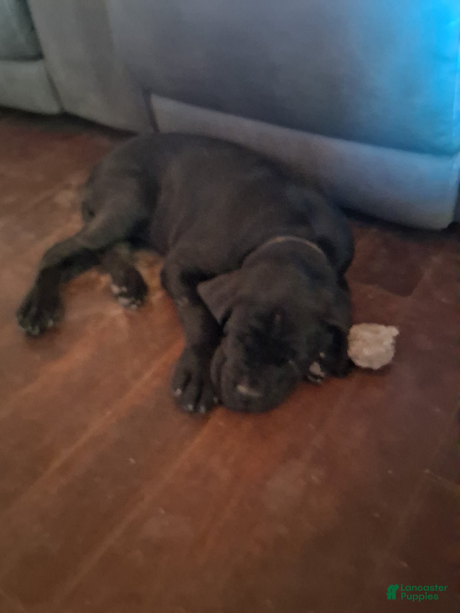 Mixed Breed dogs Mixed Breed Puppy 1 - Ad 5