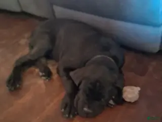 Mixed Breed dogs Mixed Breed Puppy 1 - Ad 20