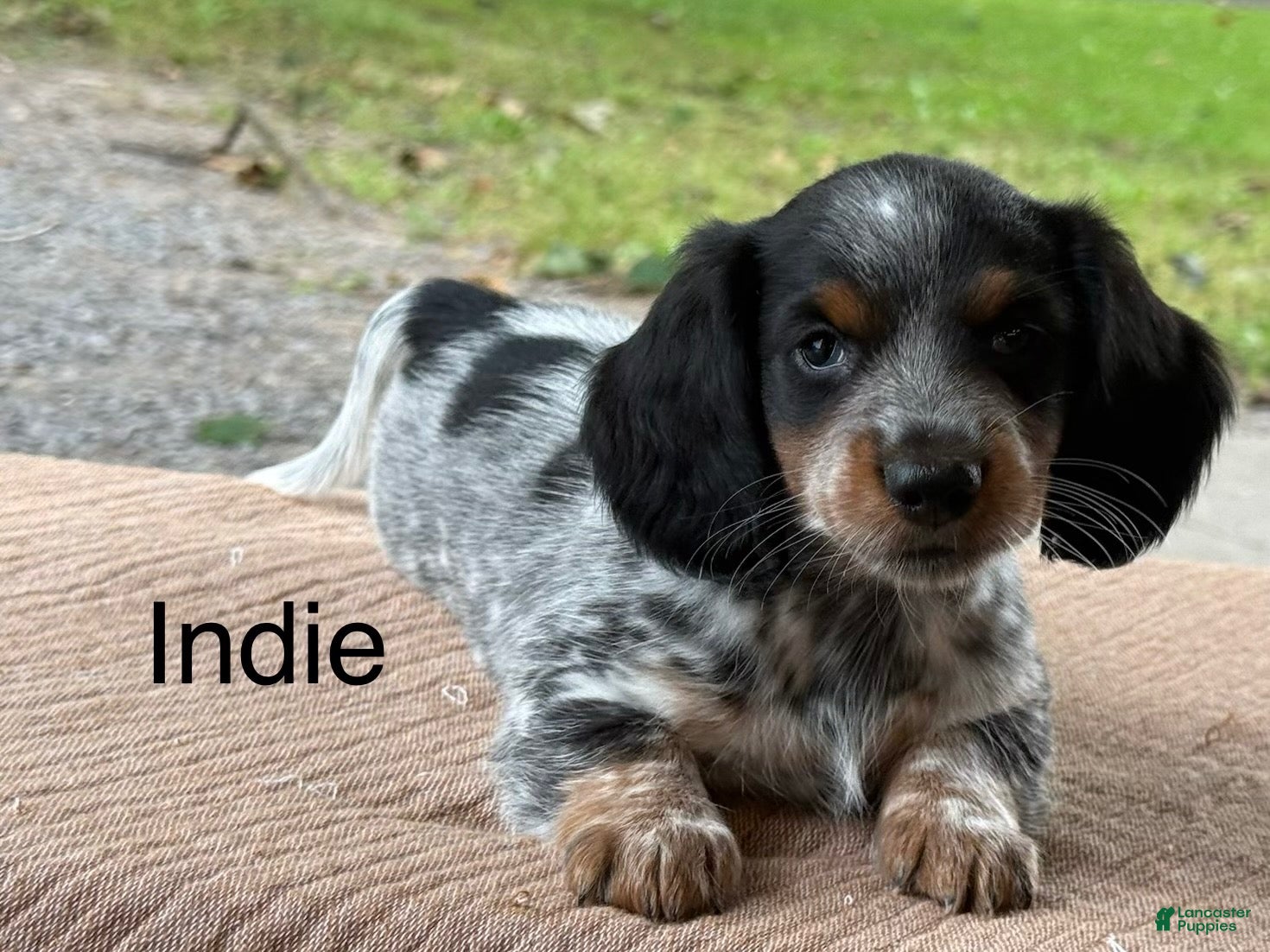 Miniature Dachshund dogs Indie - Ad 1