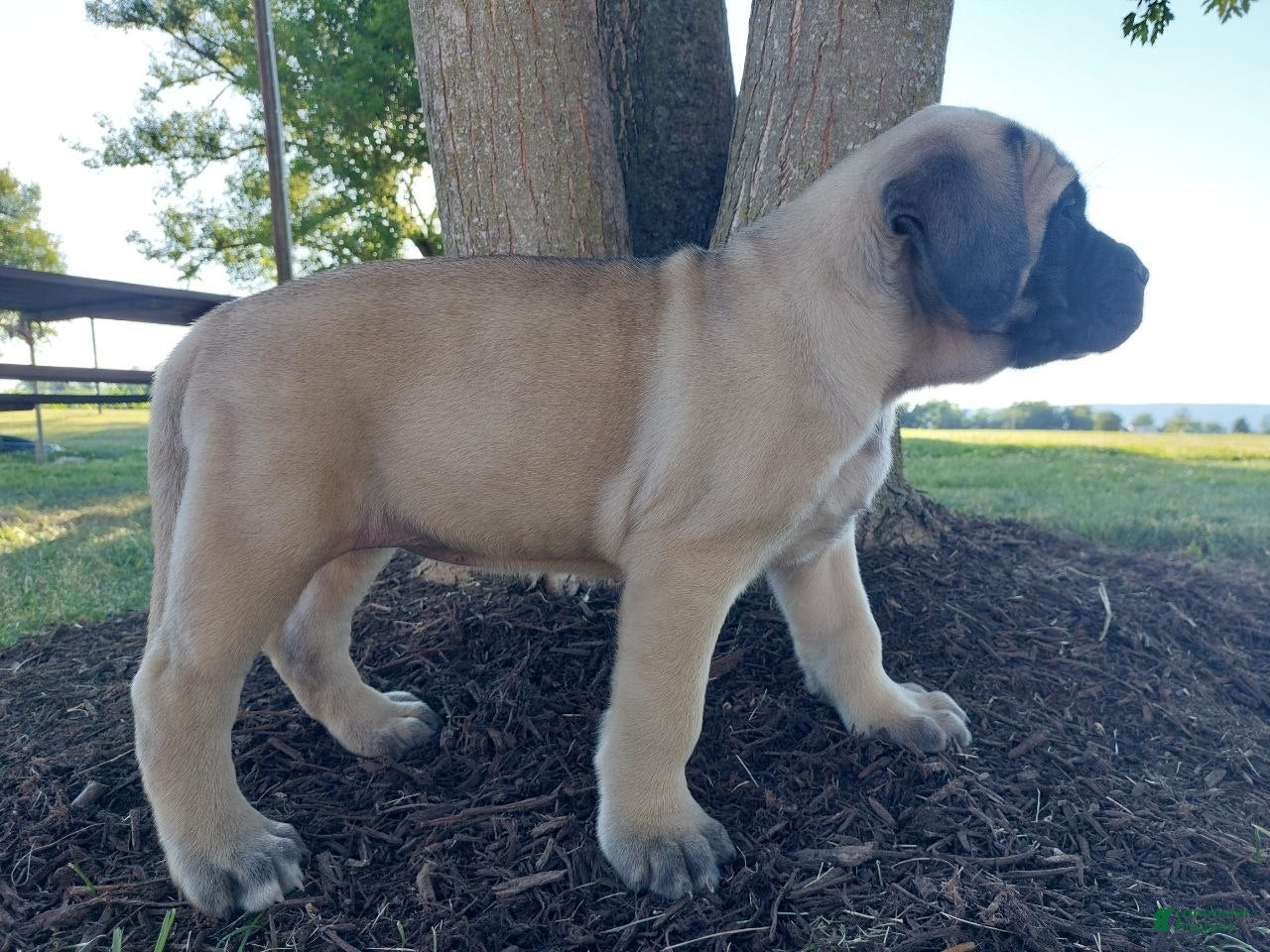English Mastiff dogs Misty - Ad 2