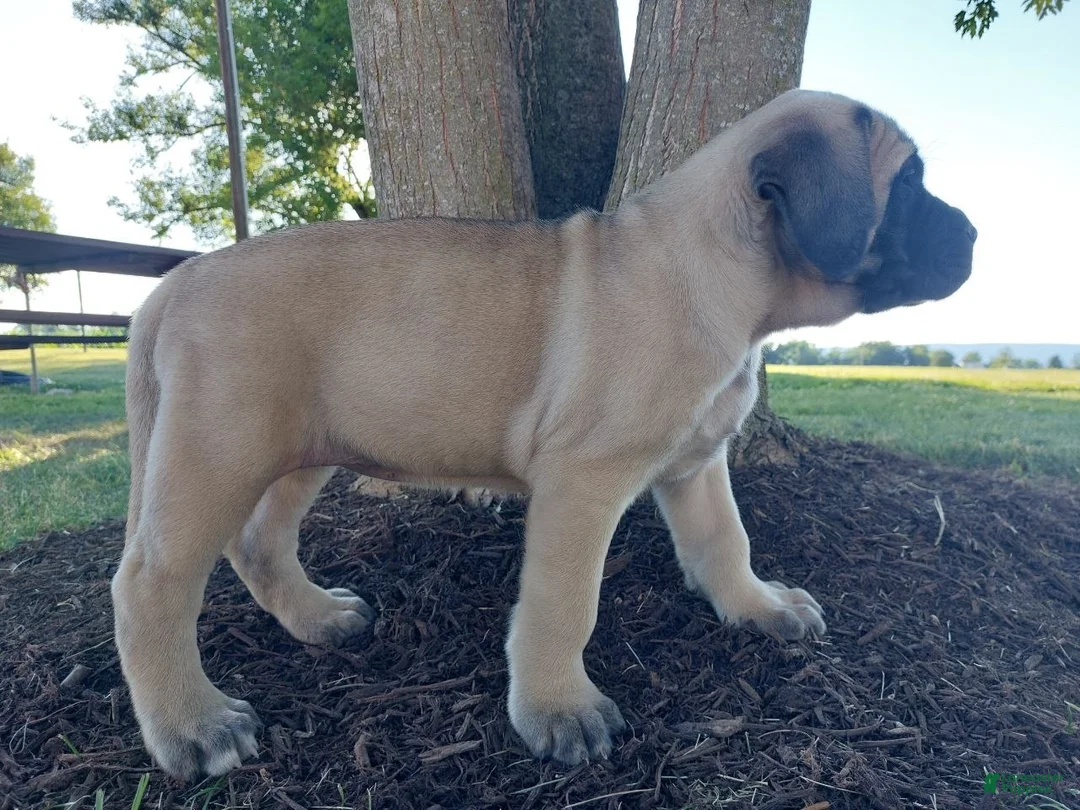 English Mastiff dogs for sale: Misty - Ad 2
