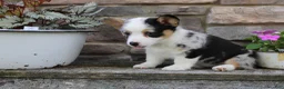 Welsh Corgi Pembroke dogs for sale: Dixie - Ad 6
