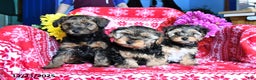 Yorkiepoo dogs for sale: Hickory - Ad 5