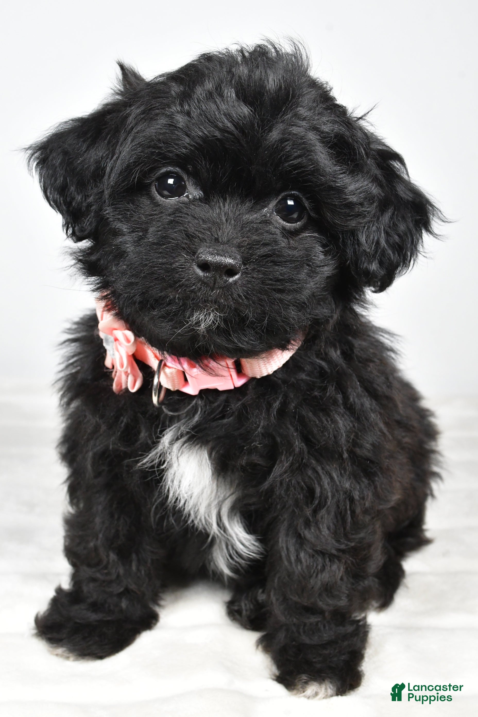 Shihpoo dogs Indie - Ad 27