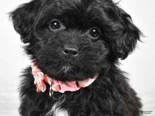 Shihpoo dogs Indie - Ad 27