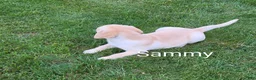 Labrador Retriever dogs for sale: Labrador Retriever Sammy - Ad 4