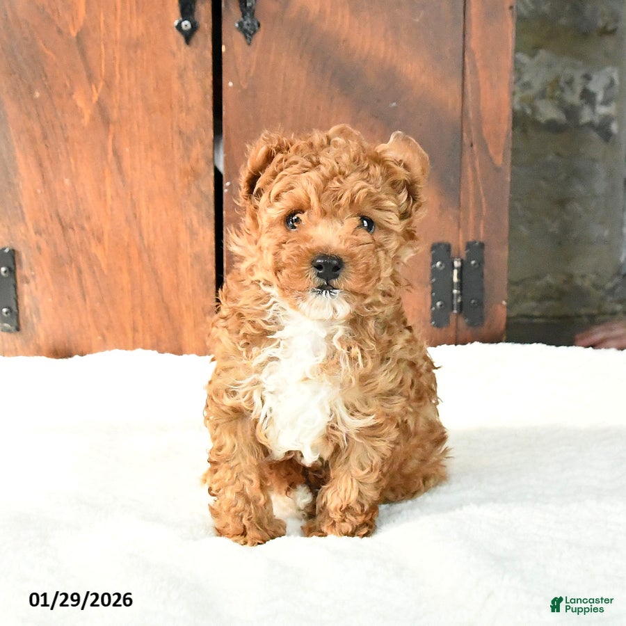 Toy Poodle dogs Cinnamon - Ad 9