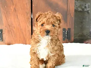 Toy Poodle dogs Cinnamon - Ad 12