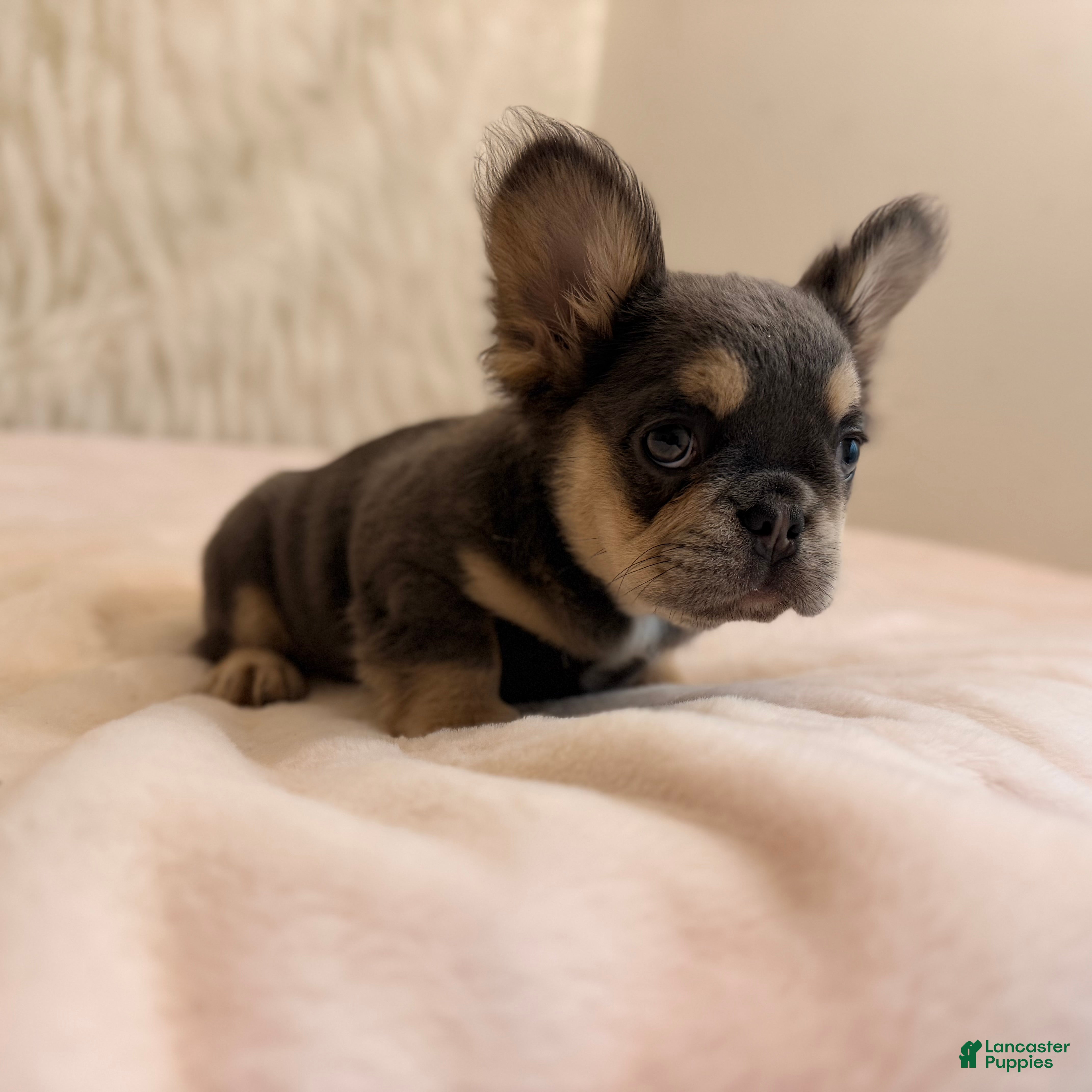French Bulldog dogs French Bulldog Puppy 4 - Ad 2