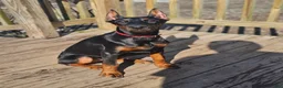 Doberman Pinscher dogs for sale: Scarlett  - Ad 7