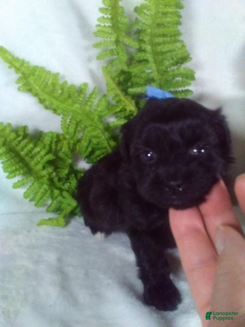 Shihpoo dogs Kona - Ad 2