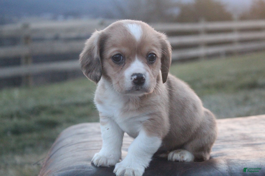 Mixed Breed dogs for sale: Layna - Ad 4