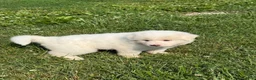 Great Pyrenees dogs for sale: Mrs Green  - Ad 6