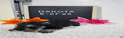 Miniature Schnauzer dogs for sale: Dakota - Ad 13