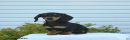 Miniature Dachshund dogs for sale: Yancy - Ad 2