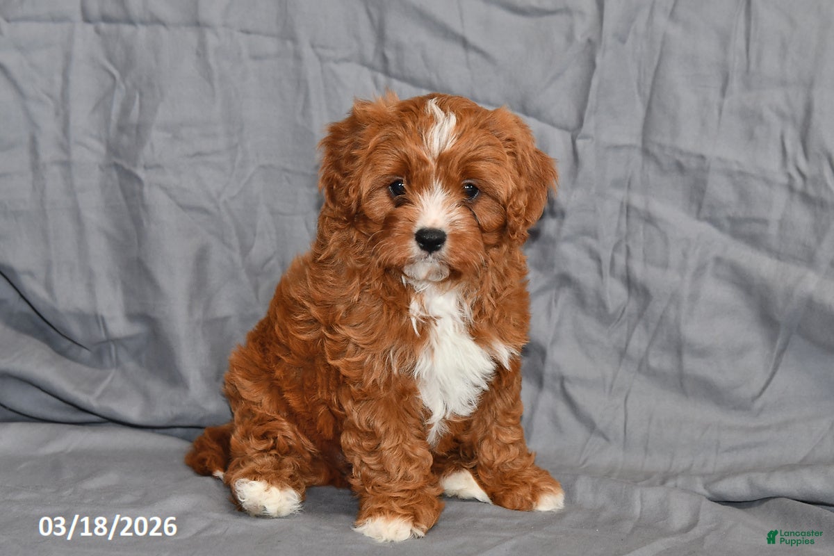 Cavapoo dogs Nemo - Ad 1