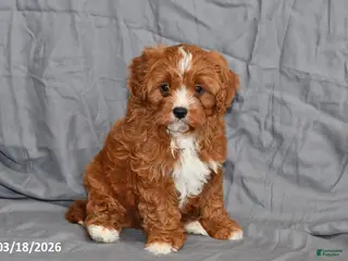 Cavapoo dogs for sale: Nemo - Ad 2