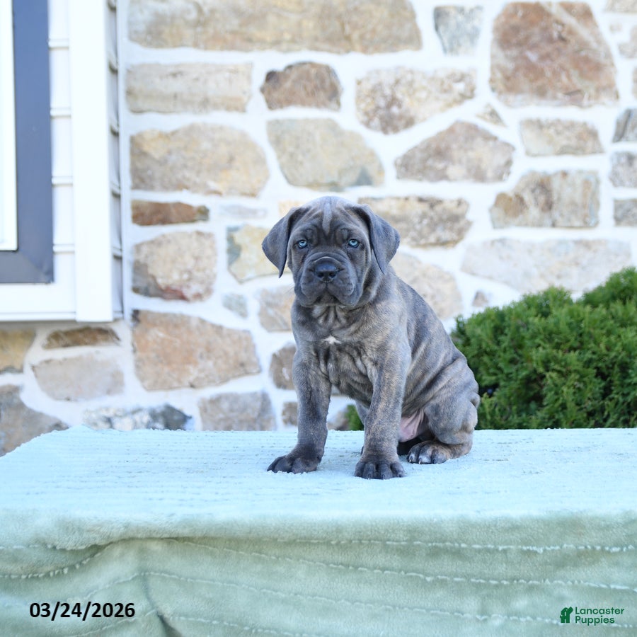 Cane Corso dogs Tucker - Ad 2