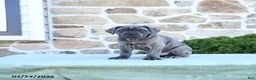 Cane Corso dogs for sale: Tucker - Ad 2