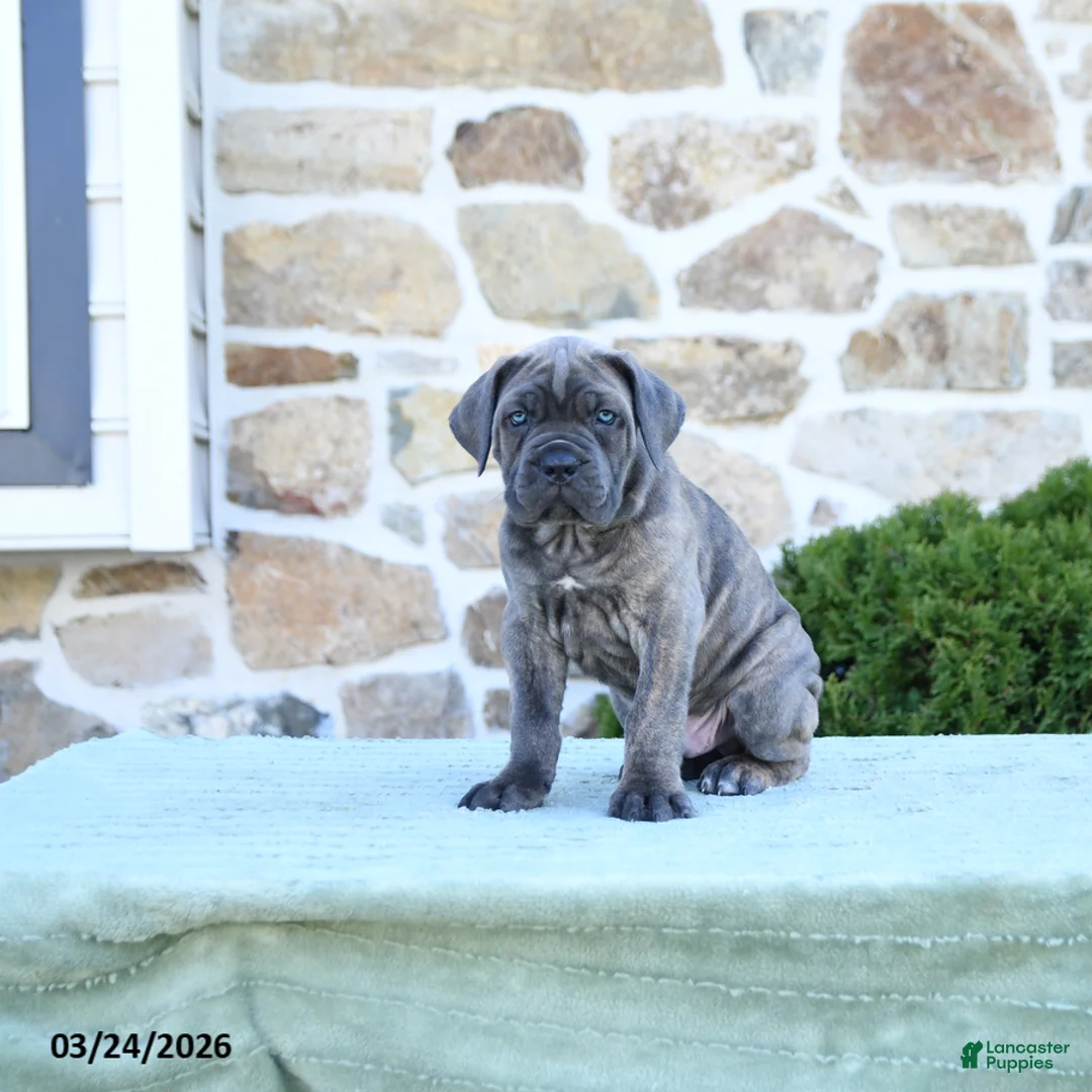 Cane Corso dogs for sale: Tucker - Ad 2