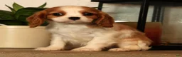 Cavalier King Charles Spaniel dogs for sale: Bree - Ad 8
