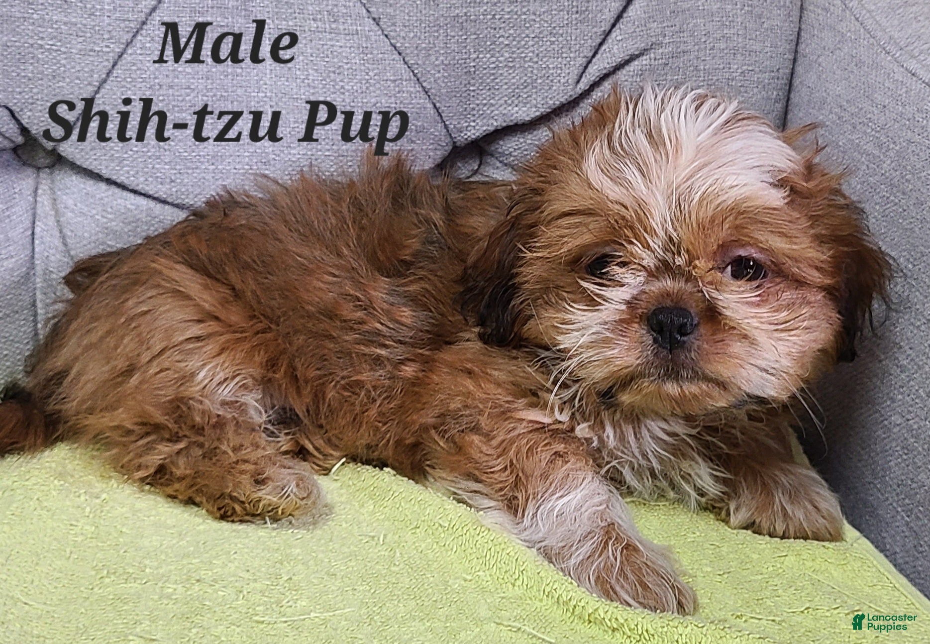 Shih Tzu dogs Shih Tzu Puppy (Red Collar) - Ad 27