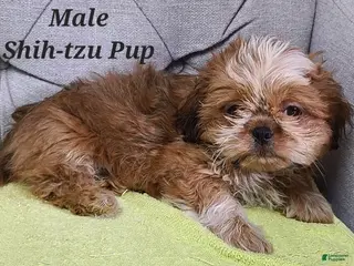 Shih Tzu dogs Shih Tzu Puppy (Red Collar) - Ad 27