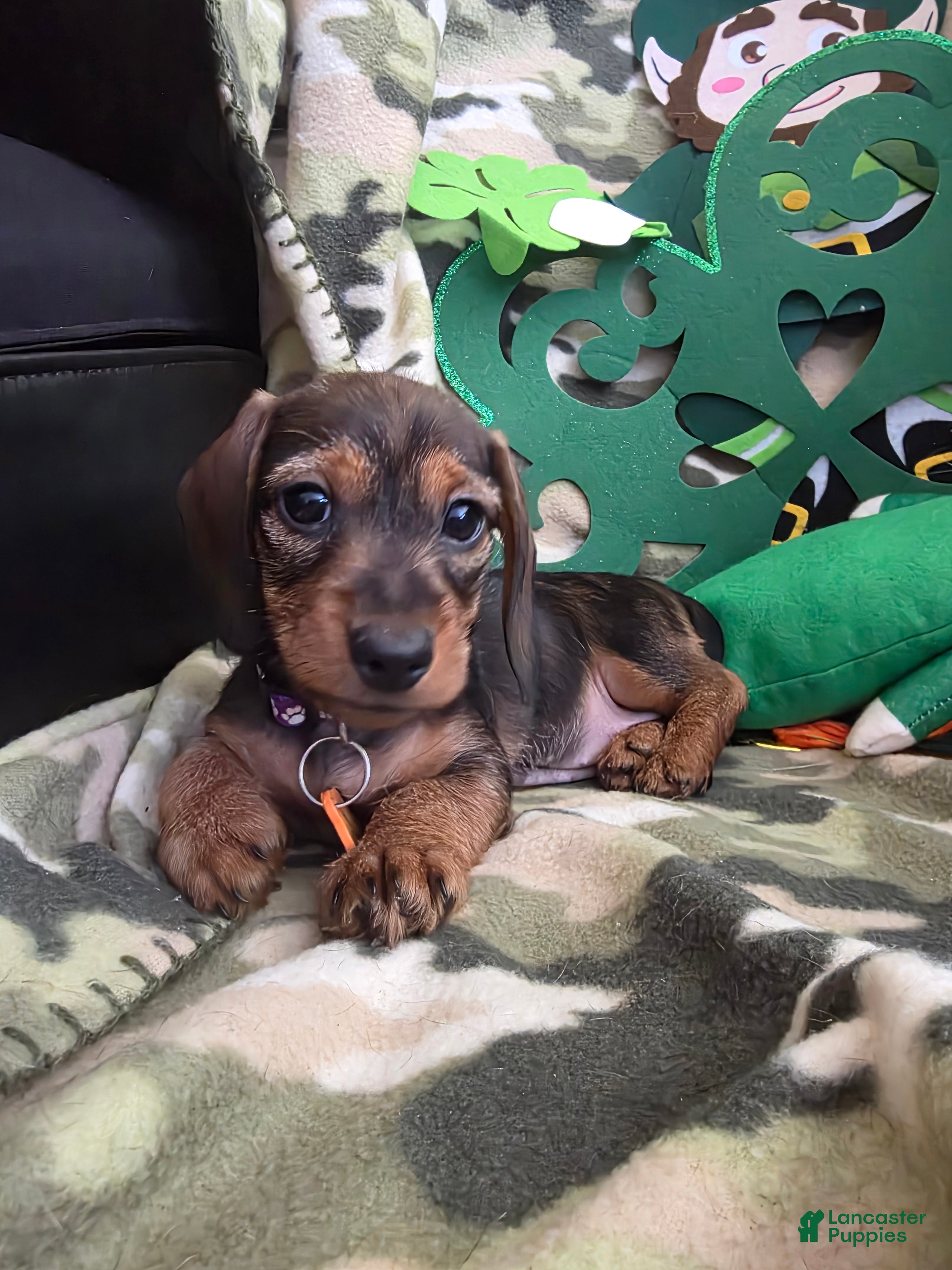 Miniature Dachshund dogs Daphne - Ad 1