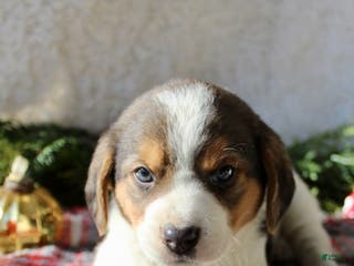Mixed Breed dogs Benny - Ad 28