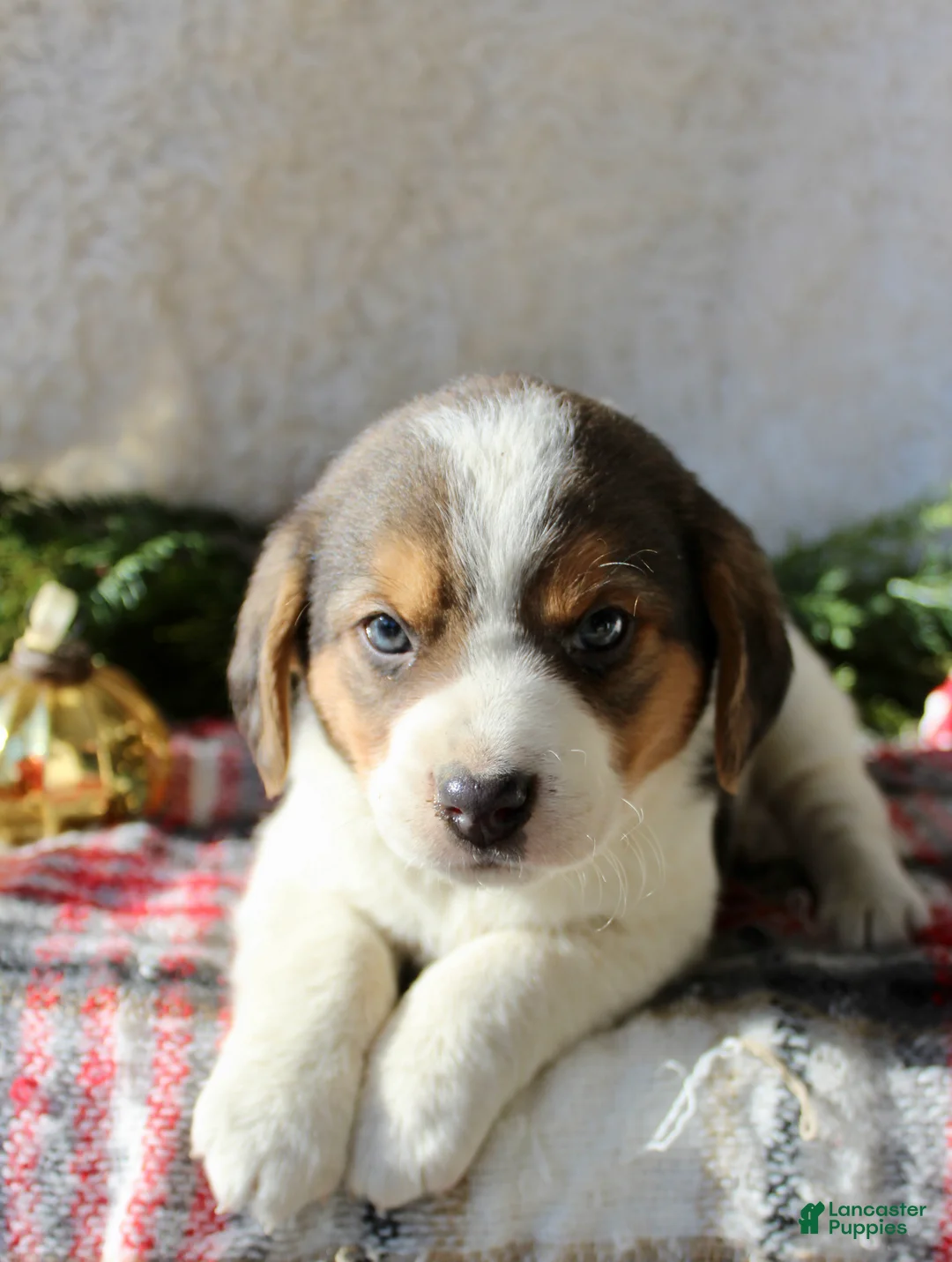 Mixed Breed dogs for sale: Benny - Ad 1