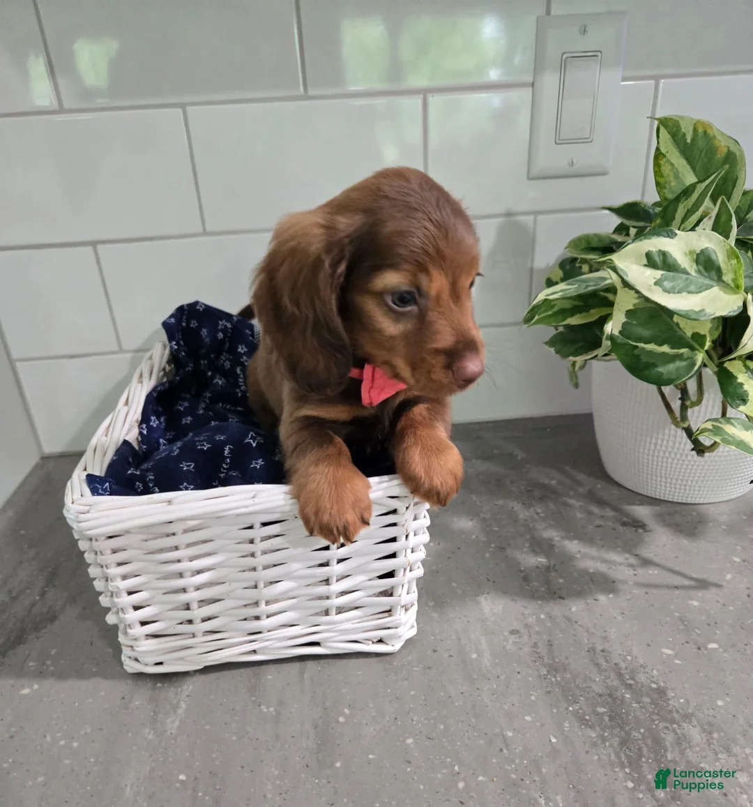 Miniature Dachshund dogs for sale: Butch - Ad 2