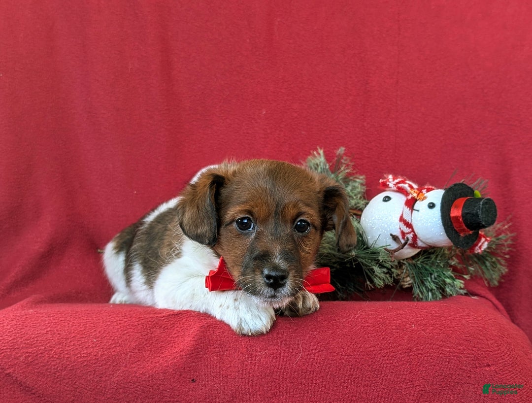 Jackapoo dogs for sale: Baxter - Ad 6