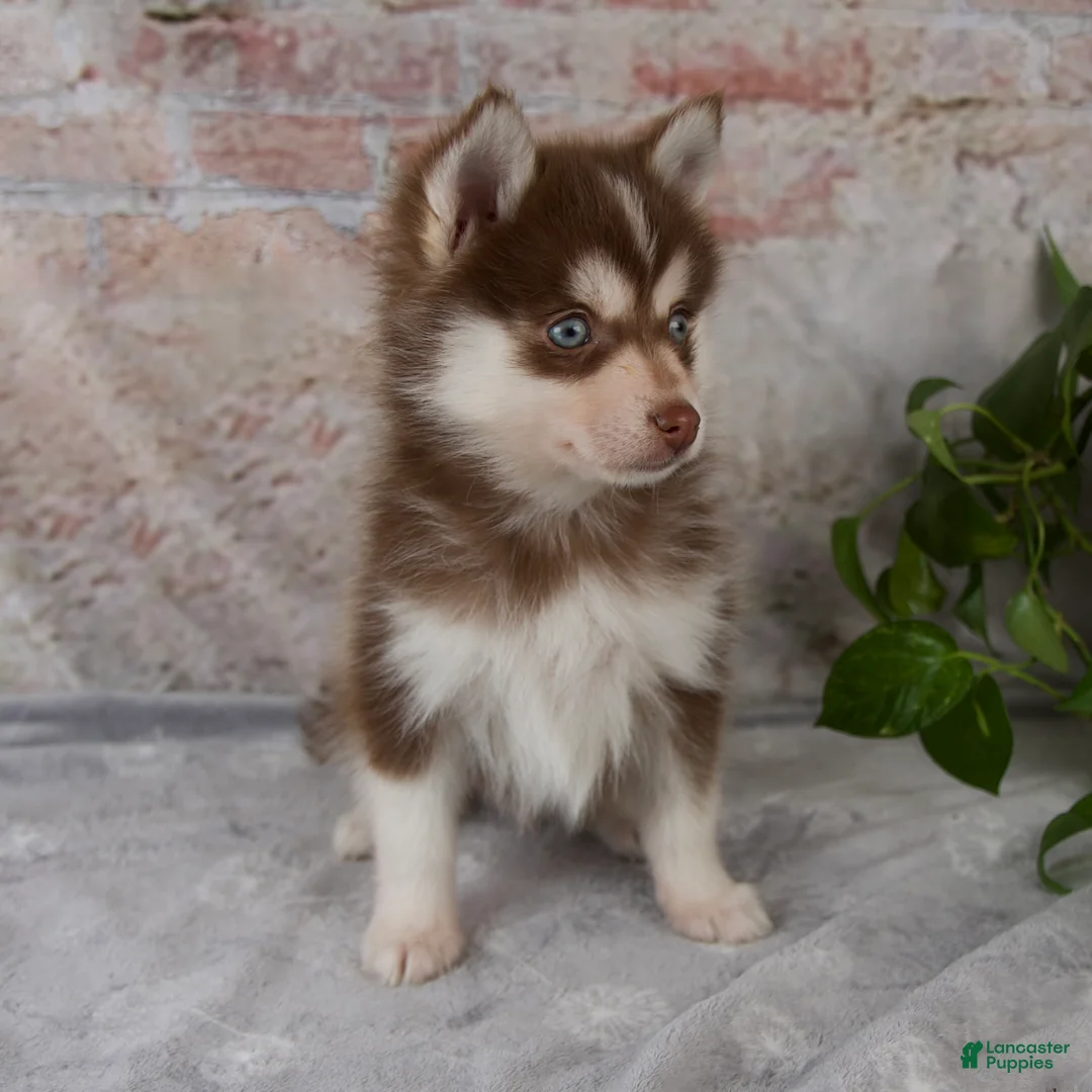 Pomsky dogs for sale: Grant - Ad 2