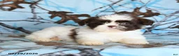 Shih Tzu dogs for sale: Red Panda - Ad 5