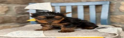 Yorkshire Terrier dogs for sale: Skylar - Ad 12