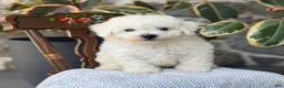 Bichon Frise dogs for sale: Jethro - Ad 14