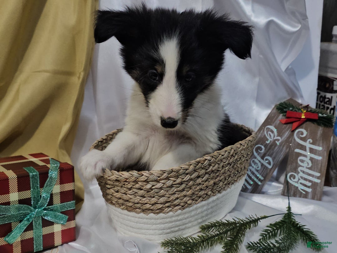 Shetland Sheepdog dogs for sale: Frosty - Ad 3