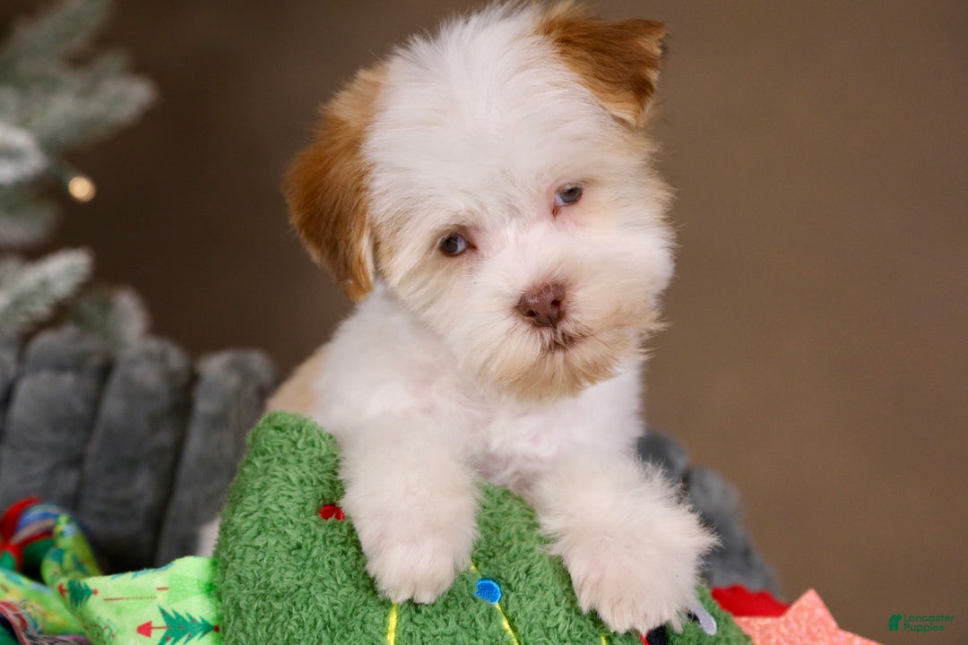 Havanese dogs for sale: Eggnog - Ad 5