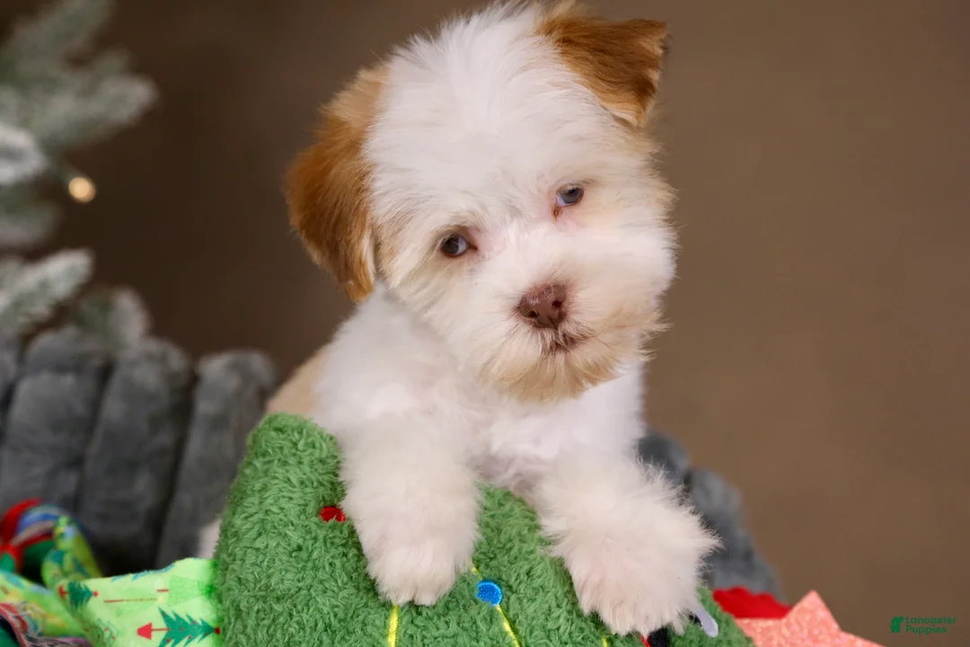 Havanese dogs for sale: Eggnog - Ad 13