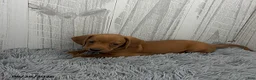 Miniature Dachshund dogs for sale: Clark - Ad 5