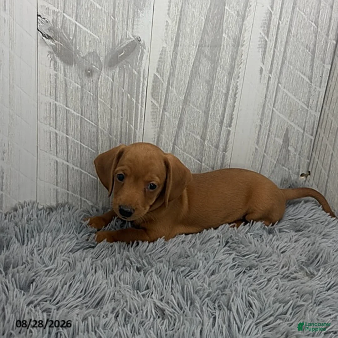 Miniature Dachshund dogs for sale: Clark - Ad 5