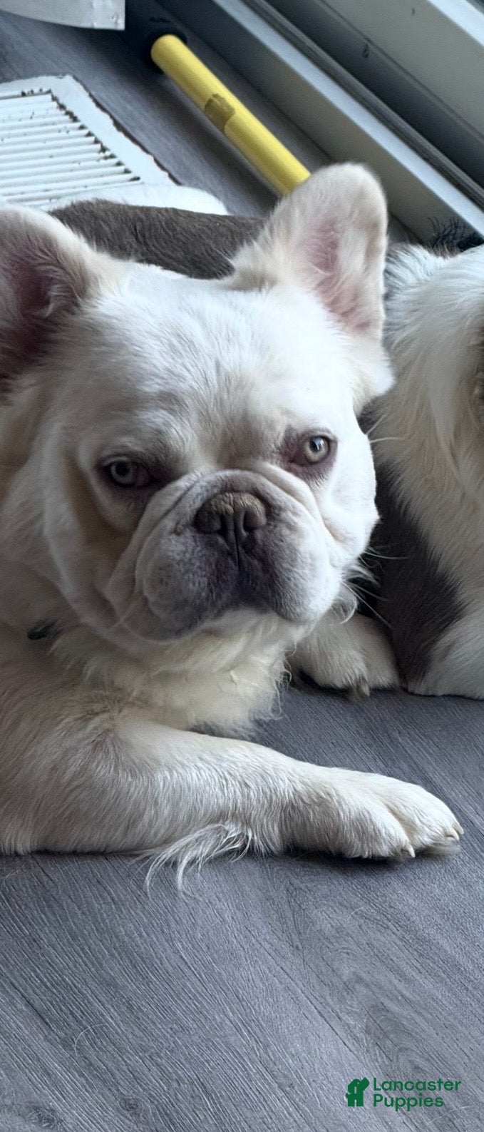 French Bulldog dogs for sale: April - Ad 7