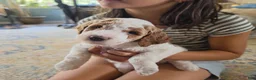 Mini Goldendoodle dogs for sale: Mini Goldendoodle 2 "Birch" - Ad 4