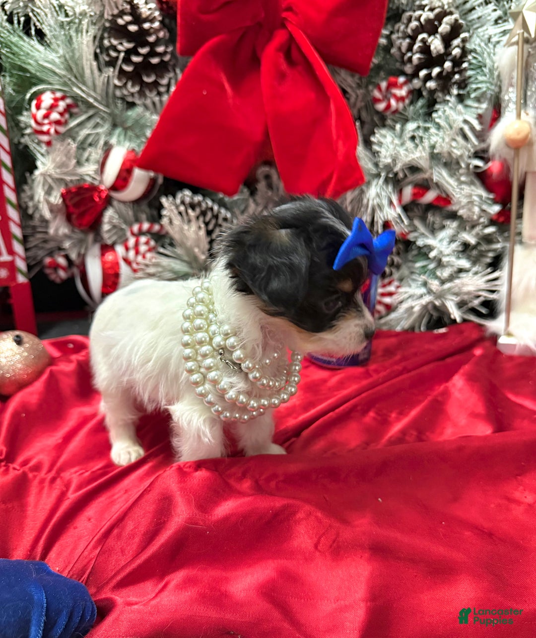 Yorkshire Terrier dogs for sale: Alfredo - Ad 15