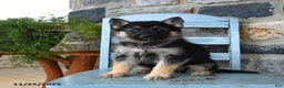 Gerberian Shepsky dogs for sale: Penny - Ad 5