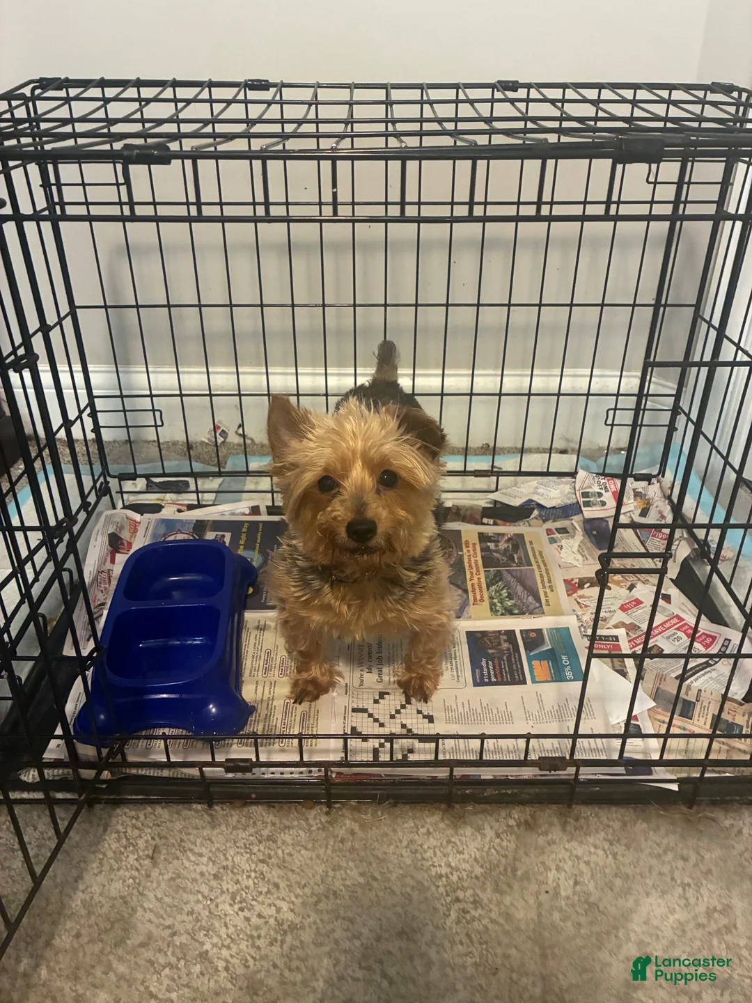 Yorkiepoo dogs for sale: Yorkiepoo 2 - Ad 2