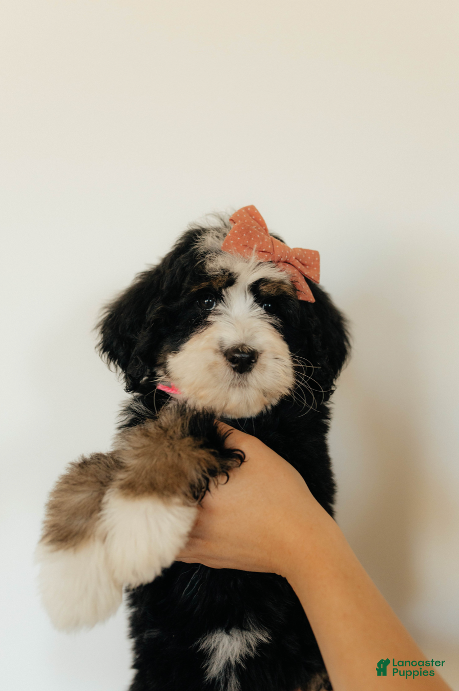 Bernedoodle dogs Medium Sized Female Bernedoodle - Hera - Ad 1