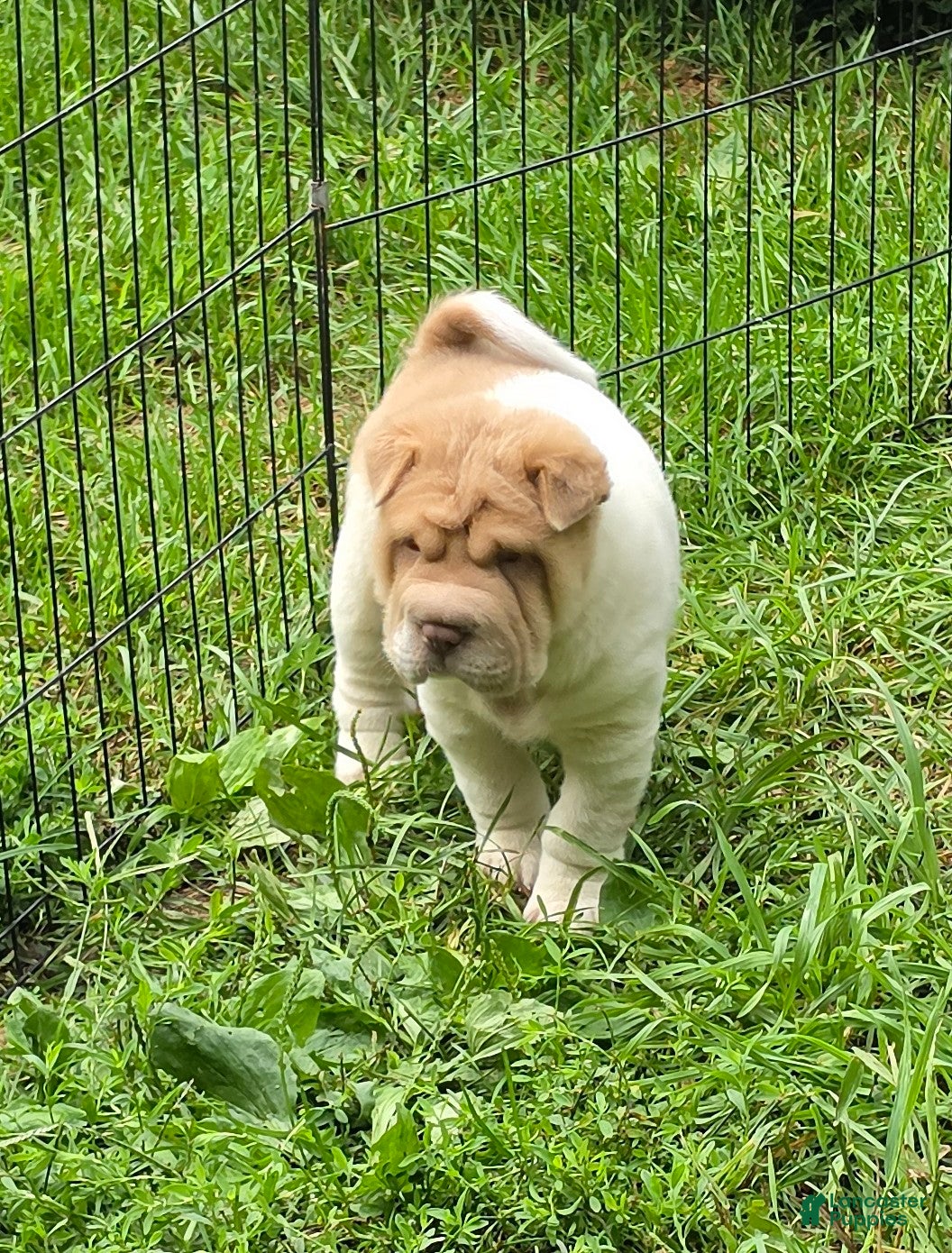 Shar Pei dogs Leo lilac flower brush mini - Ad 2